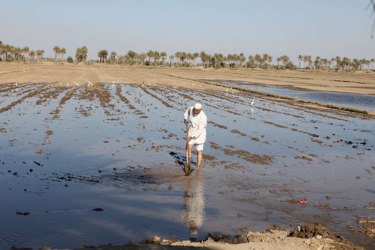 زراعة الأرز